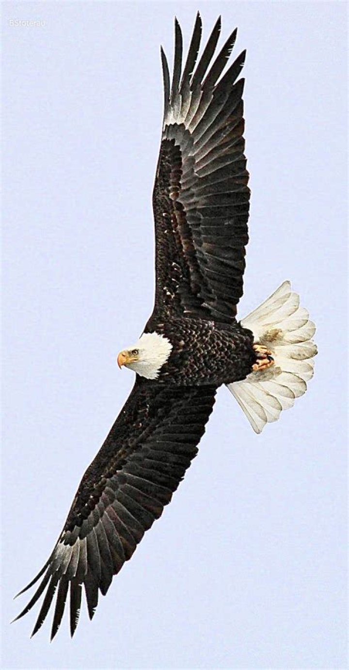 Discover The Majestic Eagles Of Whit Richards Eagle NE